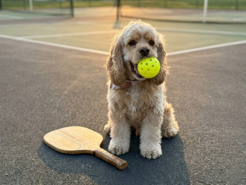 15 Fun Pickleball Facts to Impress Your Partners on the Court